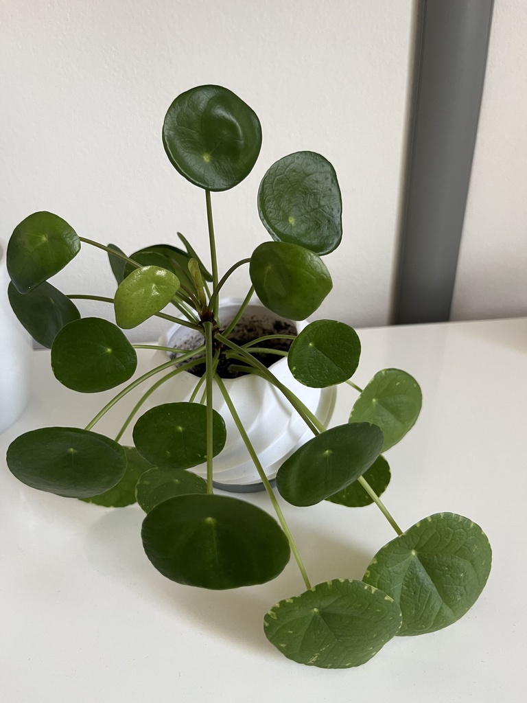 Trockenblumenvase 2