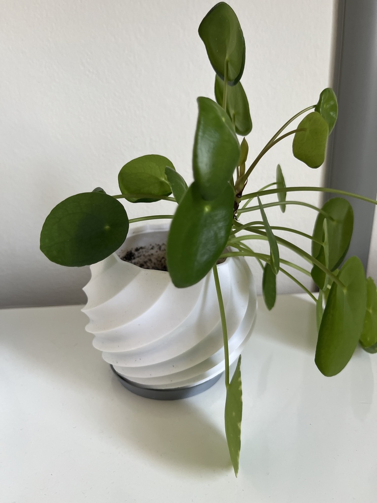 Trockenblumenvase